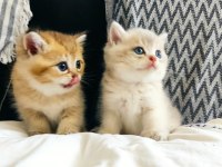 Safkan orjinal british shorthair yavrular