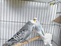 Sahiplendirilecek muhabbet kuşu