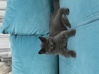 BRİTİSH SHORTHAİR KEDİMİZ AİLESİNİ BEKLİYOR