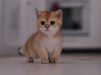 Şecereli Safkan British Shorthair Ny11 Erkek Yavru
