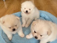3.5 aylık pomeranian yavrularımız