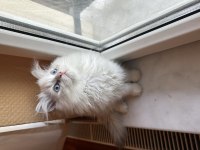 Safkan bebek british longhair