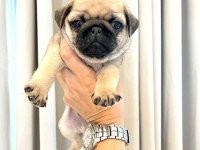 IRK GARANTİLİ PUG YAVRULARI