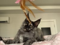 Maine Coon Dişi Black Tortie Pet Şecereli