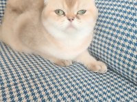 British Golden Shorthair Kedimiz 1.5 Yaşında