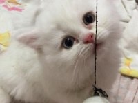British longhair kedimiz
