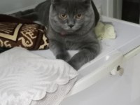 British shorthair kedisi çok oyuncu