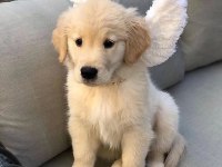 Dişi erkek golden retriever kapıda ödemeli güvenli sistem