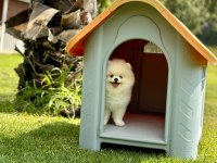 DAHA İYİSİ YOK GERCEK TEDDY BEAR POMERANİAN