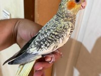64 GÜNLÜK UYSAL SULTAN PAPAĞANI BEBEK