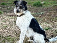 Terrier Yavruları 45 Günlük