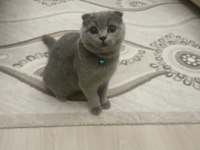 5 aylık erkek scottish fold