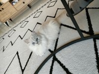 Safkan ırk British longhair erkek 1 yaşında