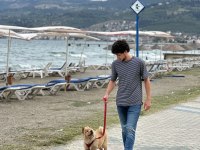 Chow chow Çin aslanı