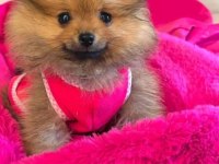 Tatlı ve sevimli tina pomeranian boo