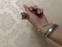 Hamster bebek