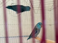 2 Aylık Erkek Kobalt ve Mavi Dişi Forpus