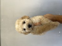 Safkan Maltipoo Bebekler