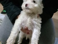 Maltipoo 3 aylık Yavru