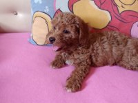 Red maltipoo minnaklar