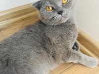 Scottish Fold 2 Yaşında Sahiplendirme
