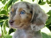 ISABELLA MERLE UZUN TÜYLÜ LONG HAİR DACHSHUND