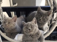 British Shorthair Yavruları