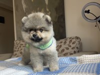 AYI SIRAT POMERANİAN BOO YAVRULAR