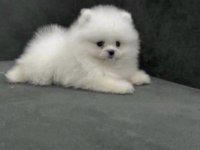 Pomeranian Boo Sağlıklı Ve Bakımlı