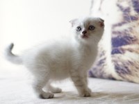 Veteriner kontrollü 45 günlük scottish fold yavrular