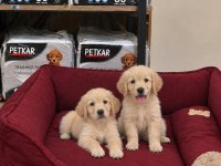 Golden Retriever Yavrular