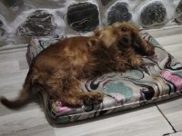 Komut eğitimli ve tuvalet eğitimli efsane köpeğimiz kuki