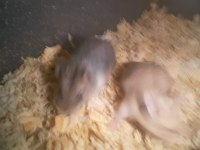 Hamster Gonzales ve Suriye