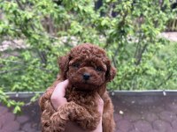 HARİKA DARK BROWN POODLE