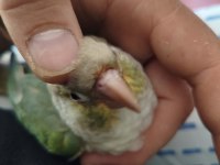 Konur papağanı el besleme