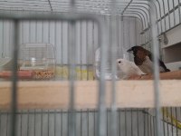Takım bengal finch daha önce yavru alındı