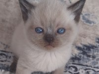 Siyam Kedisi Dişi Mavi Göz