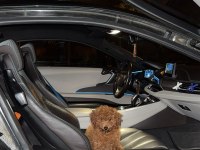 4 aylık toy poodle