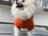 2 yaş pomeranian kırma