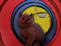 2 aylık british shorthair