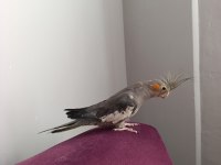 4 aylık erkek evcil konuşan sultan papağanı