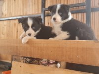 Border Collie Yavrular