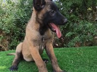 Orjinal Belçika Malinois Bebekler