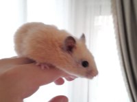 minik hamsterlar çok tatlı