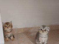 Scottish Fold/ British Shorthair Yavrular