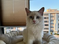 Boncuk Gözlü Safkan Ragdoll Yavru