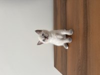 British blue point bebeklerimiz