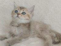 Minicik bebiş kediler
