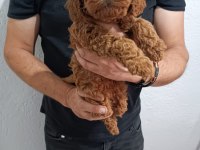 Anne Altından Poodle Yavrular