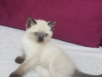 BRİTİSH BLUE POİNT YAVRU